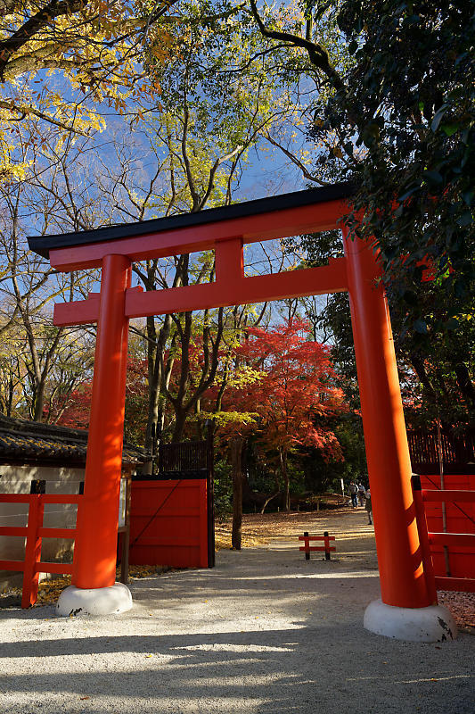 2020京都の紅葉・下鴨神社_f0032011_19320044.jpg