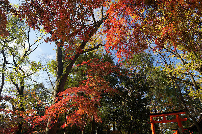 2020京都の紅葉・下鴨神社_f0032011_19320165.jpg