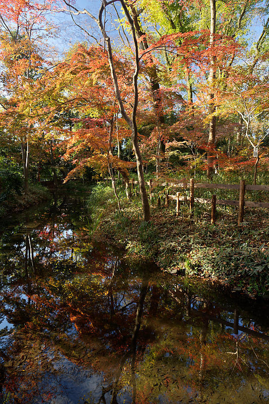 2020京都の紅葉・下鴨神社_f0032011_19320199.jpg