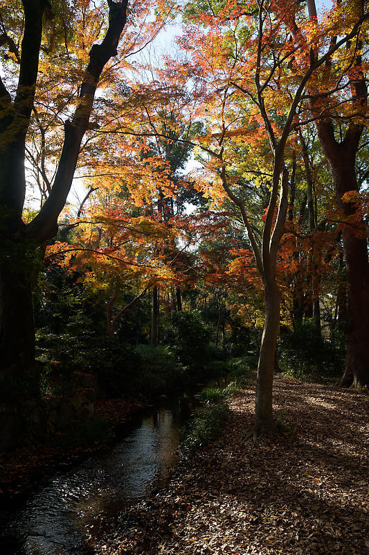 2020京都の紅葉・下鴨神社_f0032011_19345808.jpg