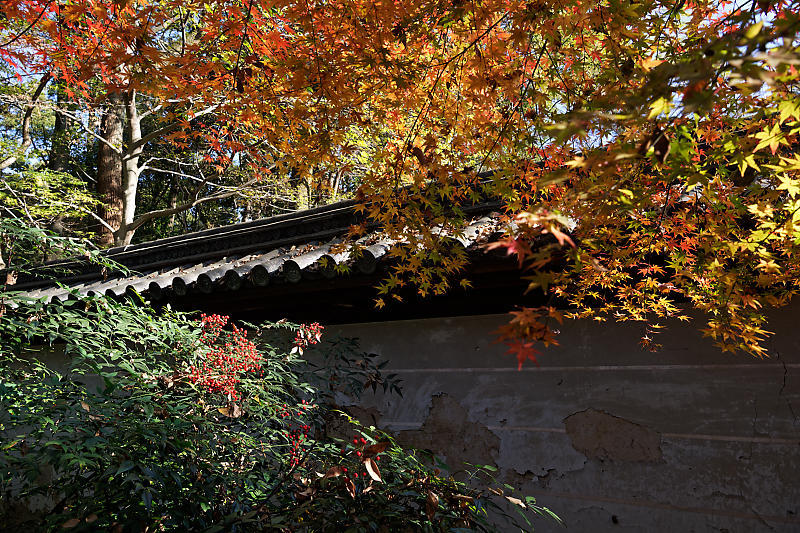 2020京都の紅葉・下鴨神社_f0032011_19345929.jpg