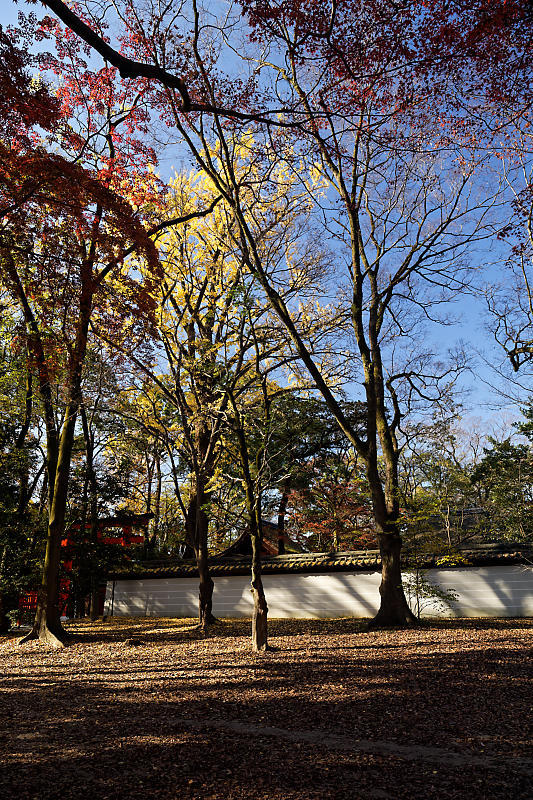 2020京都の紅葉・下鴨神社_f0032011_19345998.jpg