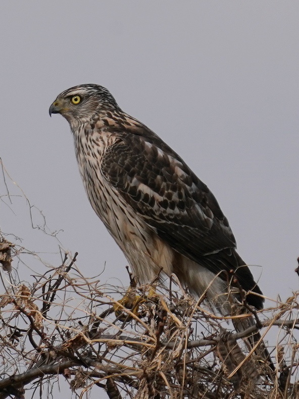 カッコいい チョウセンオオタカ ｔｍｏ シエロの野鳥観察記録