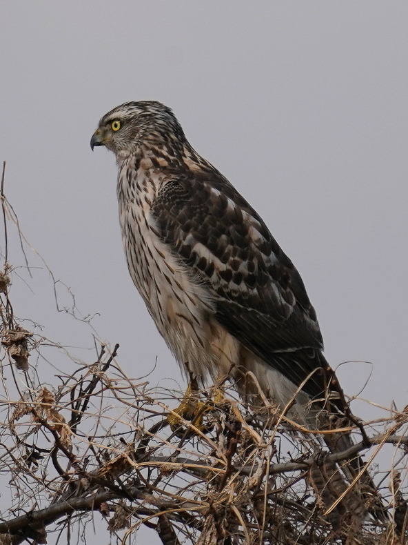 カッコいい！チョウセンオオタカ TMO : シエロの野鳥観察記録