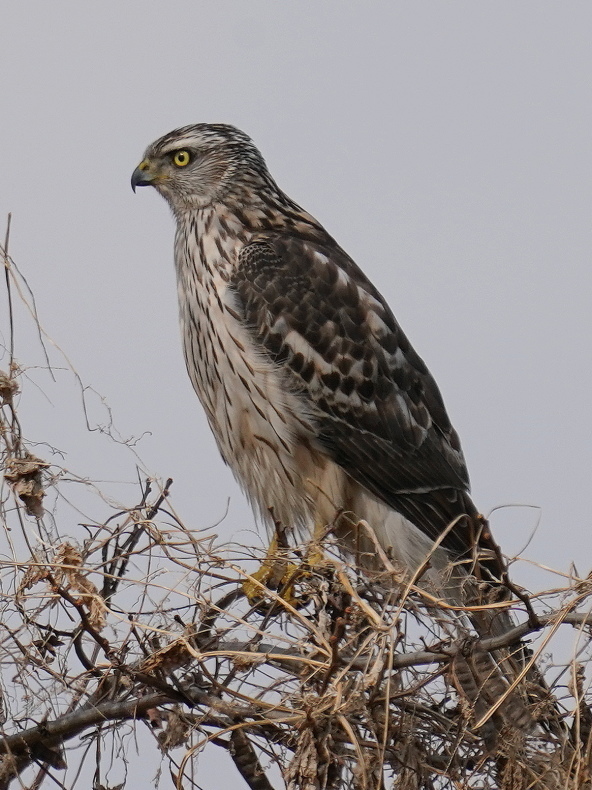 カッコいい チョウセンオオタカ ｔｍｏ シエロの野鳥観察記録