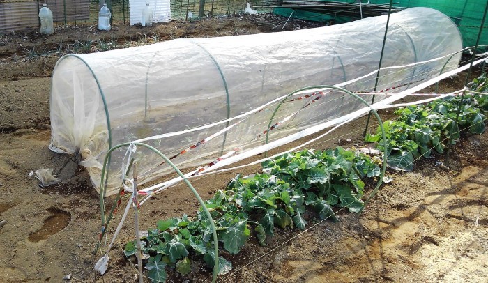 ■Myファーム便り【菜園アラカルト・今有る野菜＆育苗中の野菜や寒起こしなどを纏めてご紹介です♪】_b0033423_23080070.jpg