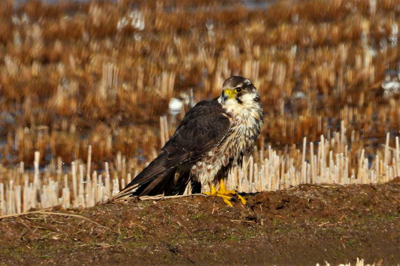 亜種ウスハヤブサ なんでもブログ2 亜種ウスハヤブサ なんでもブログ2