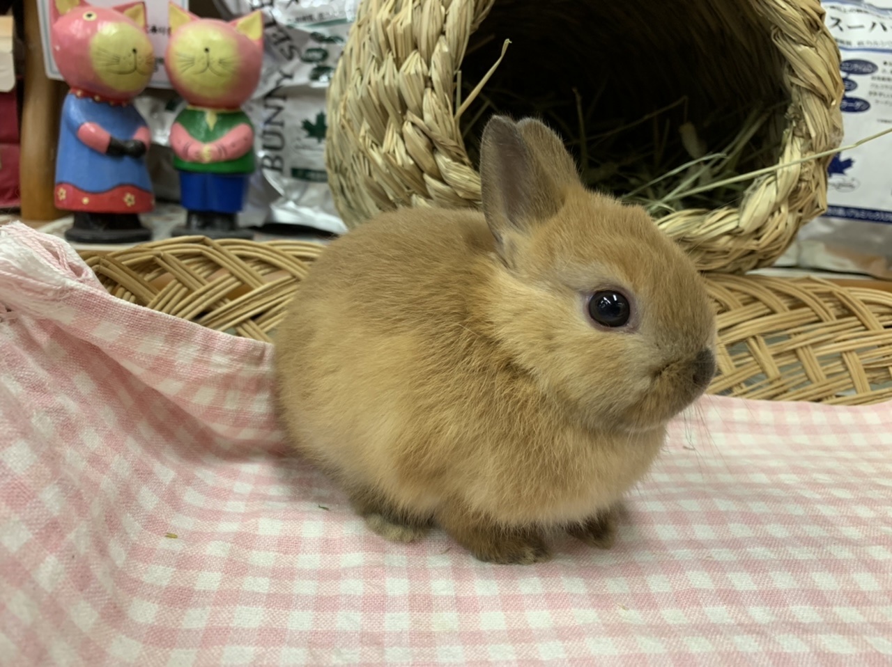 ネザー年12月19日誕生オレンジ男の子 うさぎ専門店 うさぎのおしろ ブログ ネザー年12月19日誕生オレンジ男の子 うさぎ専門店 うさぎのおしろ ブログ