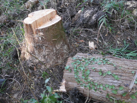 県有竹林整備と畑上の危険なスギ伐採1・21六国見山手入れ_c0014967_06103897.jpg