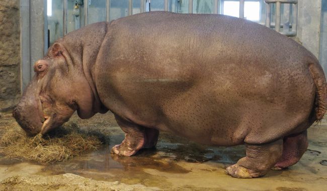 1月22日の円山動物園のアフリカゾーンとオオカミ_b0014576_12063889.jpg