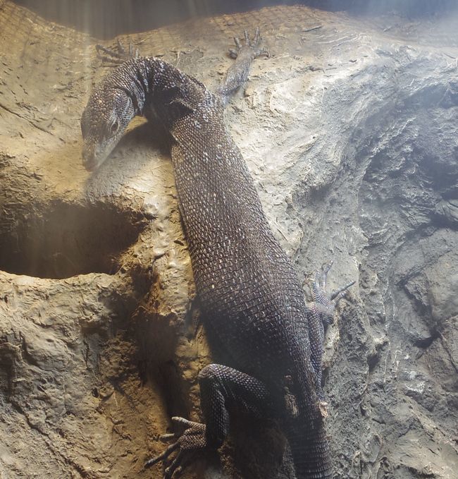 1月22日の円山動物園のは虫類・両生類館_b0014576_12404160.jpg