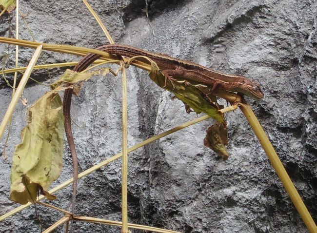 1月22日の円山動物園のは虫類・両生類館_b0014576_12414445.jpg