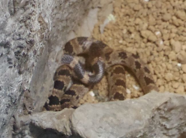 1月22日の円山動物園のは虫類・両生類館_b0014576_12420145.jpg