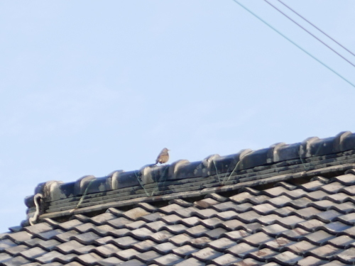 ほどよい湿度とか、家事の楽しさとか、もろもろ_f0054677_09243821.jpeg