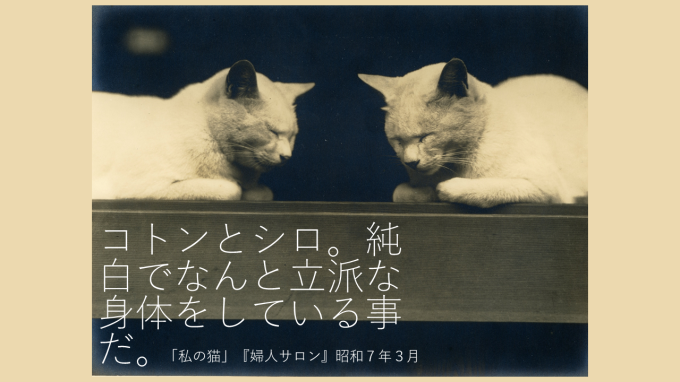 全館猫尽くしを楽しむ10の方法 その7_b0134195_16225991.png