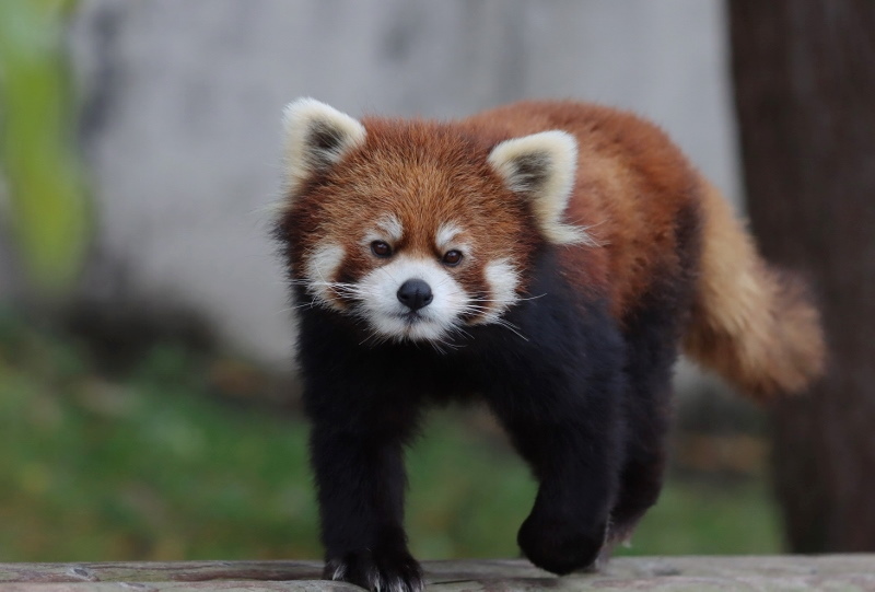 リンゴ待ちの大森山ファミリー レサパン日和