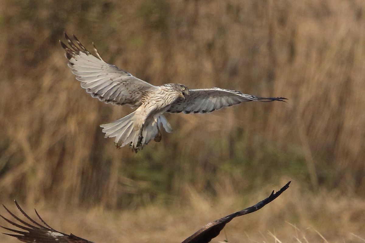 大陸型チュウヒc雄若鳥 季節の風