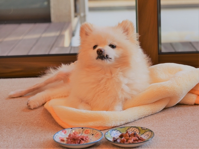食べなくなったハッピー_d0360206_23381935.jpg
