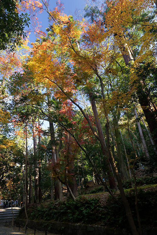2020京都の紅葉・鹿ヶ谷 法然院_f0032011_16012127.jpg