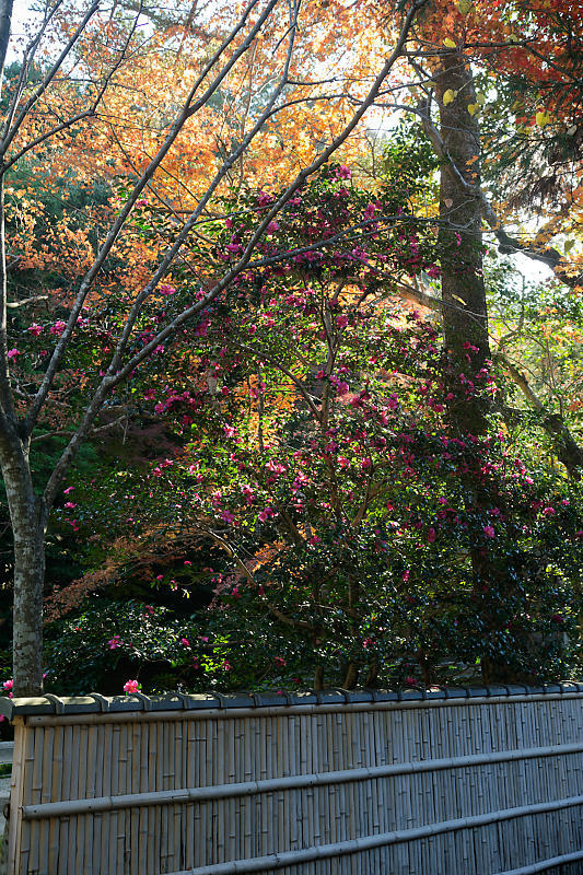 2020京都の紅葉・鹿ヶ谷 法然院_f0032011_16012243.jpg