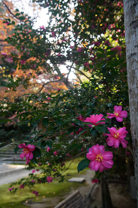 2020京都の紅葉・鹿ヶ谷 法然院_f0032011_16012255.jpg