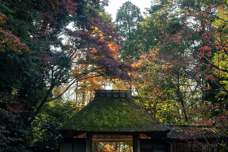 2020京都の紅葉・鹿ヶ谷 法然院_f0032011_16012272.jpg
