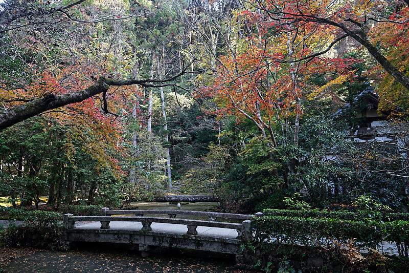 2020京都の紅葉・鹿ヶ谷 法然院_f0032011_16012284.jpg