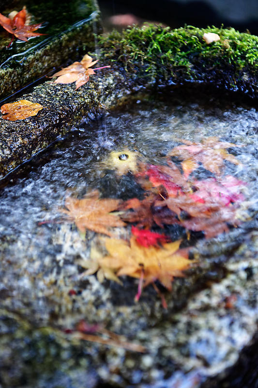 2020京都の紅葉・鹿ヶ谷 法然院_f0032011_16051741.jpg