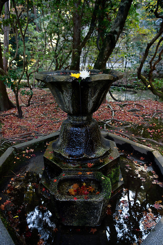 2020京都の紅葉・鹿ヶ谷 法然院_f0032011_16051797.jpg