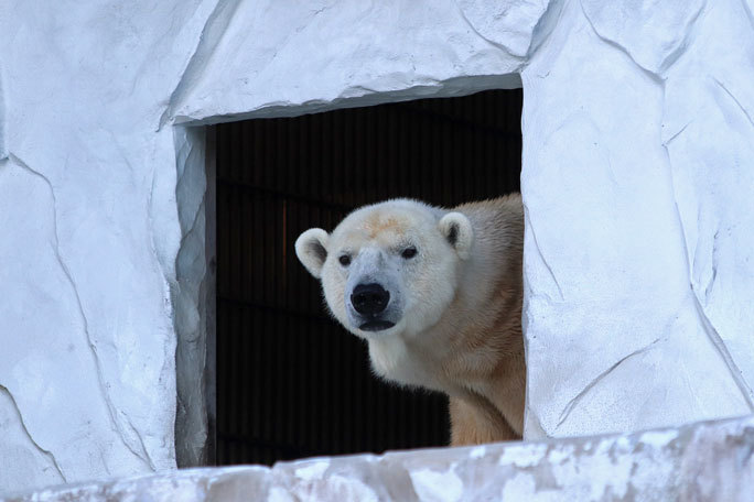 ありがとうサスカッチ 東山動植物園 December 19 続々 動物園ありマス