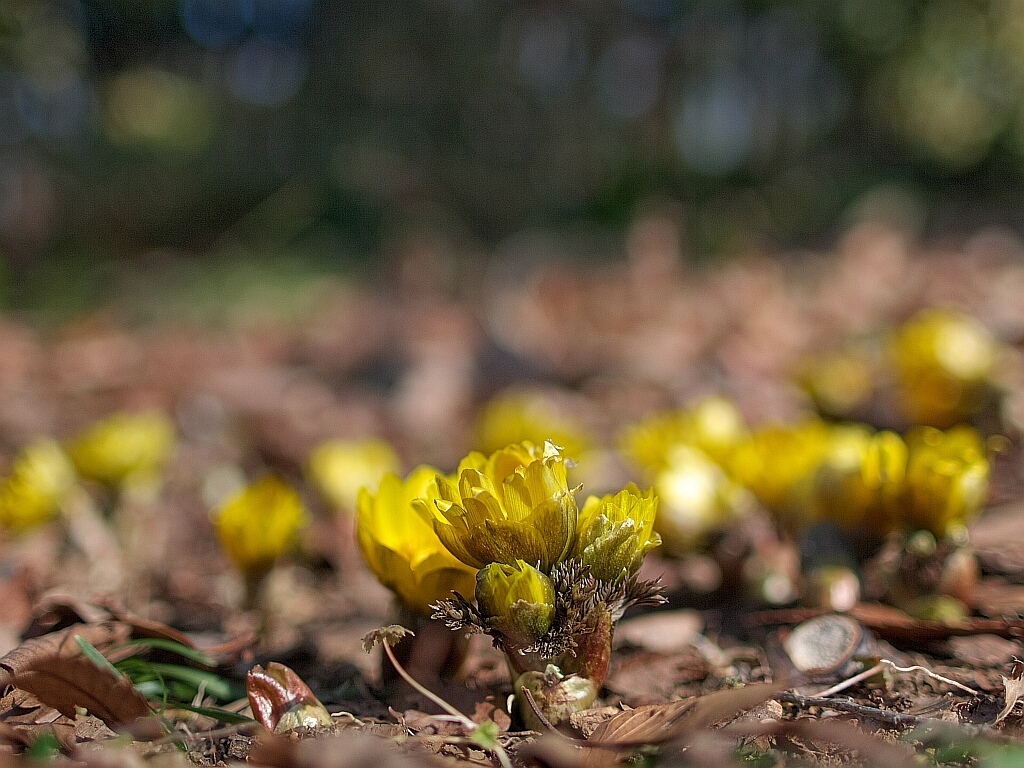 以前の写真　「赤塚植物園のフクジュソウ」_a0392522_12300956.jpg