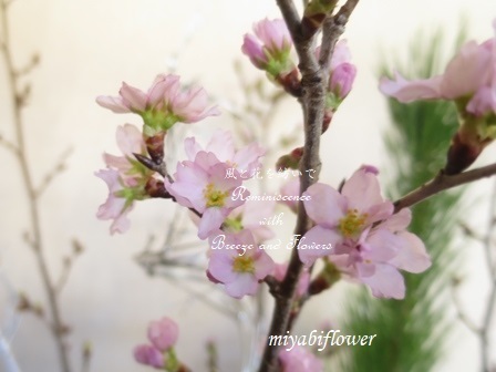 かづのの啓翁桜を生ける 風と花を紡いで