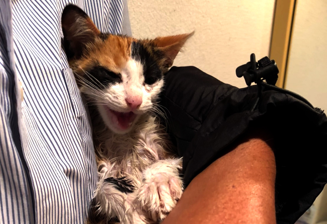 あの日のバッタが笑っている あの日のバッタが笑っている