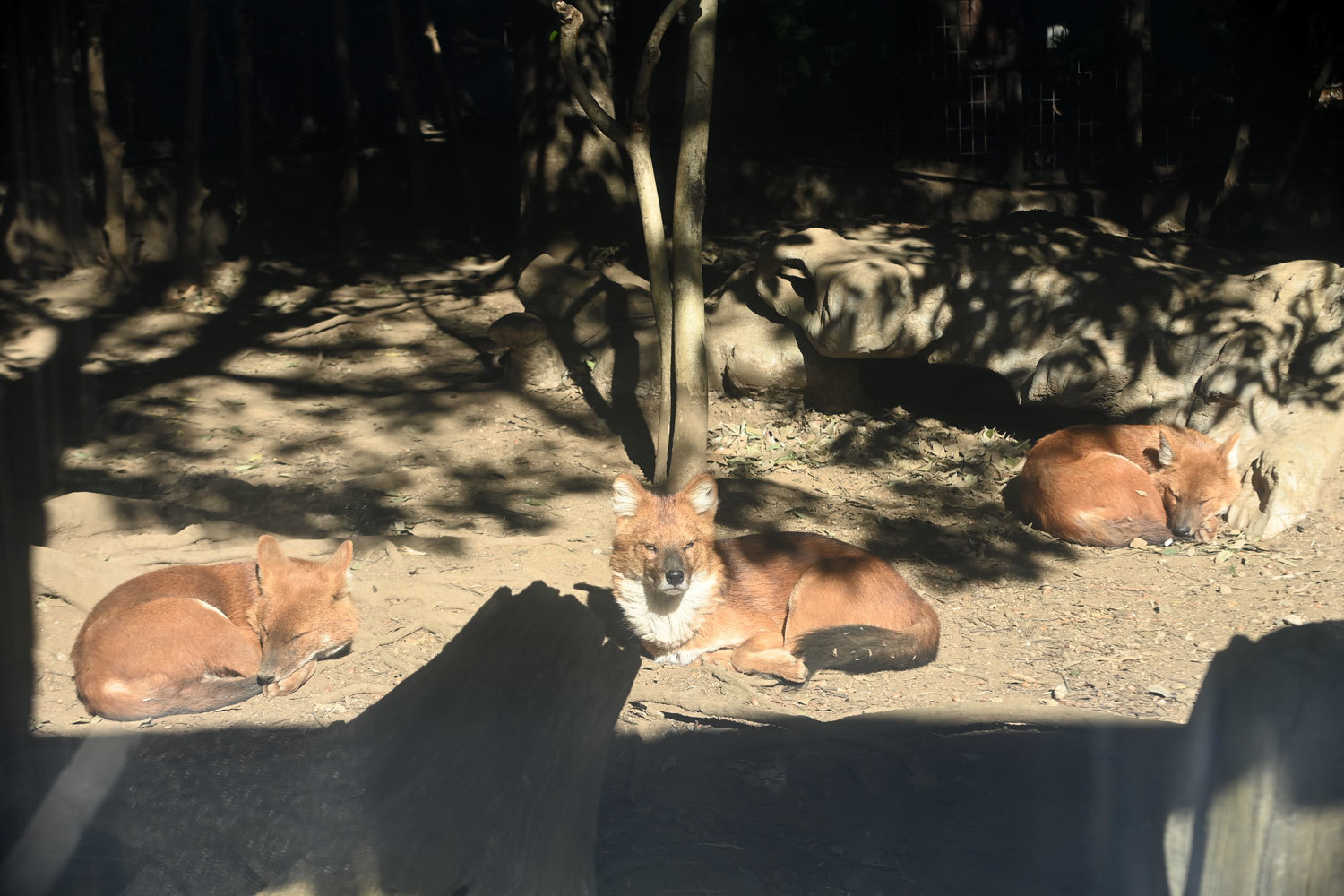 ドール 動物園へ行こう ドール 動物園へ行こう