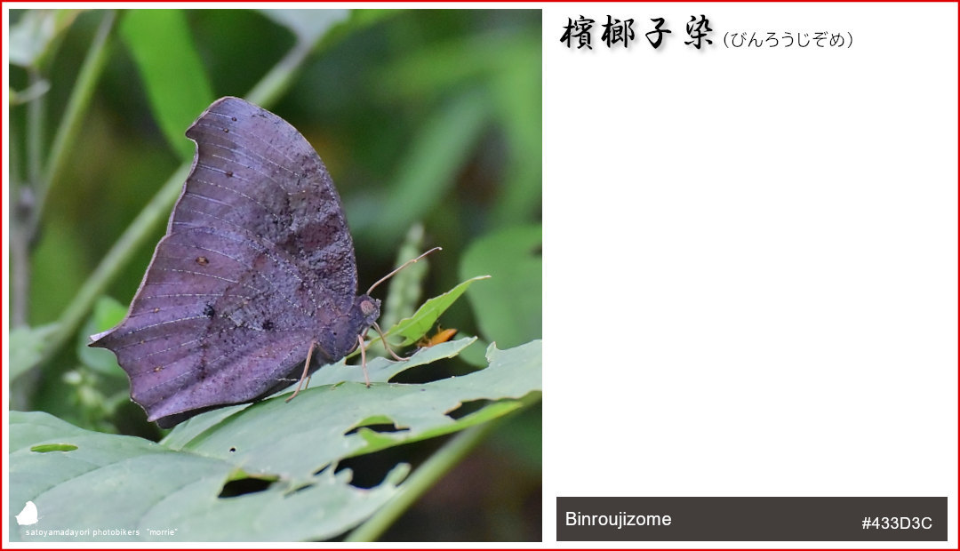 独断と偏見の「クロコノマチョウ色図鑑」②(2021/01/24)_d0387460_14440091.jpg