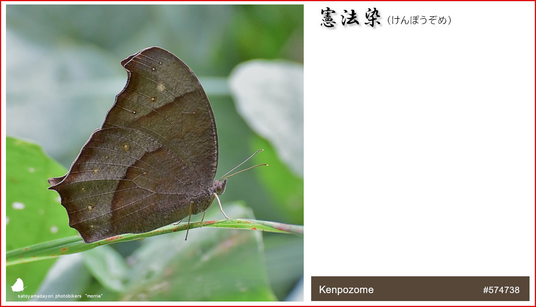独断と偏見の「クロコノマチョウ色図鑑」②(2021/01/24)_d0387460_14441125.jpg