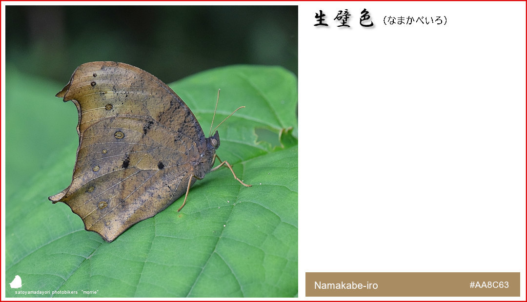 独断と偏見の「クロコノマチョウ色図鑑」②(2021/01/24)_d0387460_14443087.jpg