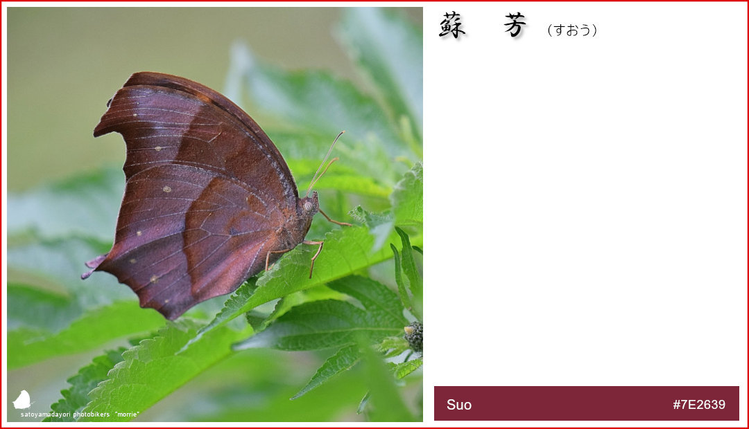 独断と偏見の「クロコノマチョウ色図鑑」②(2021/01/24)_d0387460_14443901.jpg