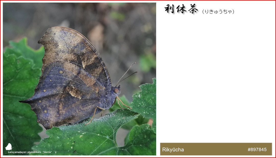 独断と偏見の「クロコノマチョウ色図鑑」②(2021/01/24)_d0387460_14444717.jpg