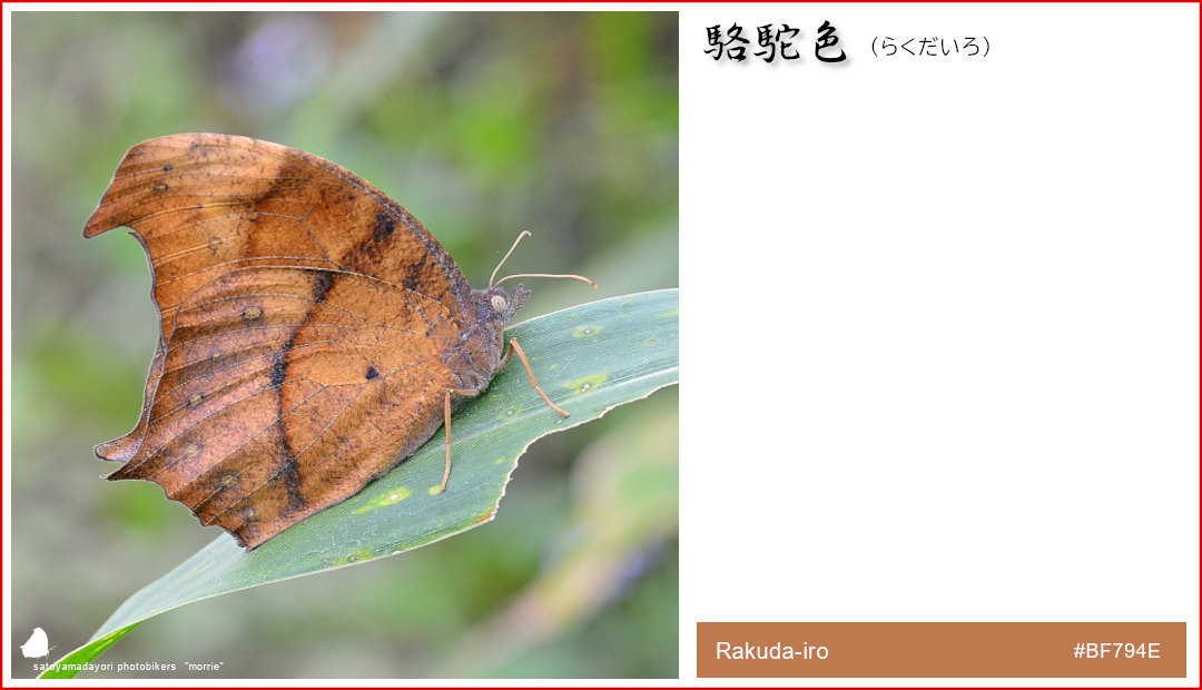 独断と偏見の「クロコノマチョウ色図鑑」②(2021/01/24)_d0387460_14445442.jpg