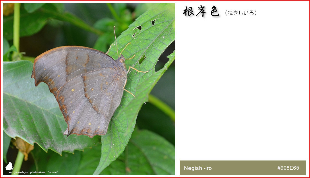 独断と偏見の「クロコノマチョウ色図鑑」②(2021/01/24)_d0387460_14450193.jpg