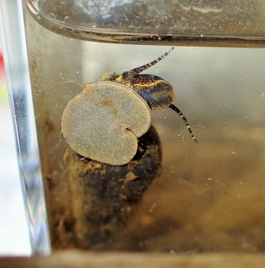 カワニナ観察 かさぶたろぐ