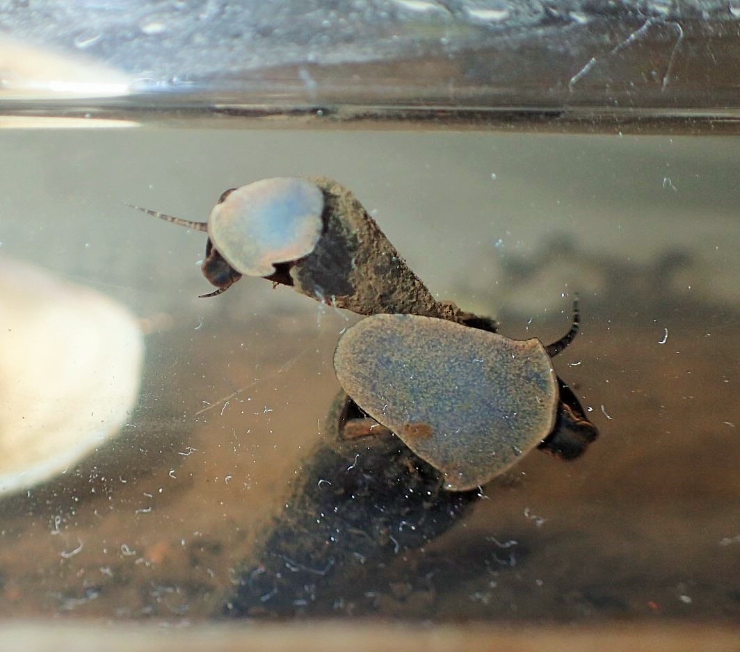 カワニナ観察 かさぶたろぐ カワニナ観察 かさぶたろぐ