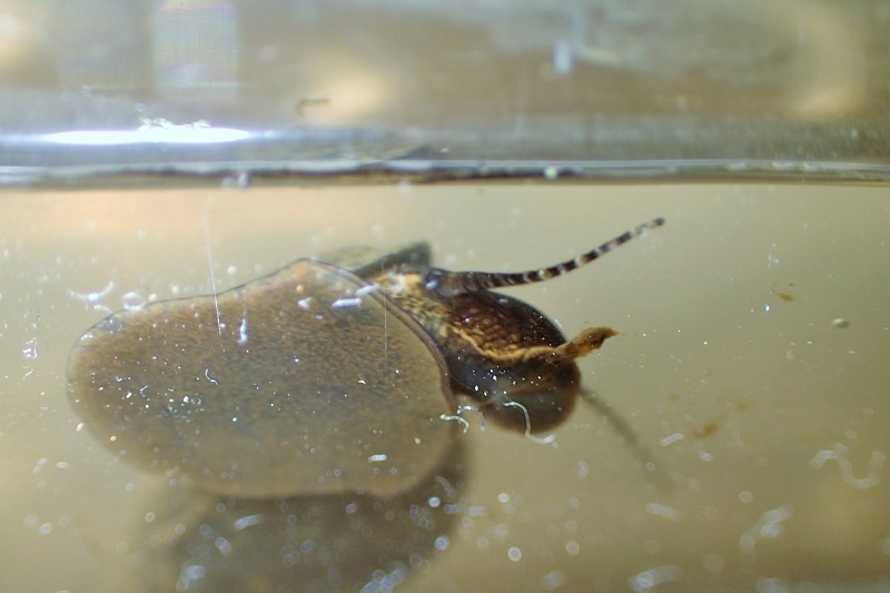 カワニナ観察 かさぶたろぐ