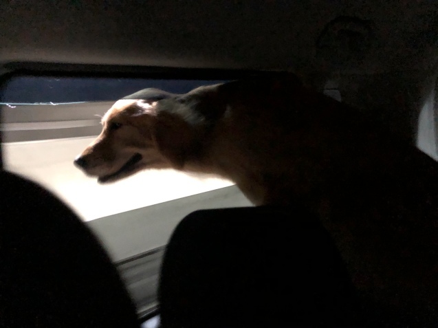 動物病院へ。_a0394574_17294975.jpeg