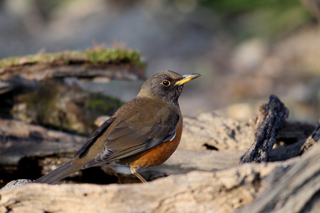 河川敷のアカハラ 2 ｔ ｈの野鳥写真