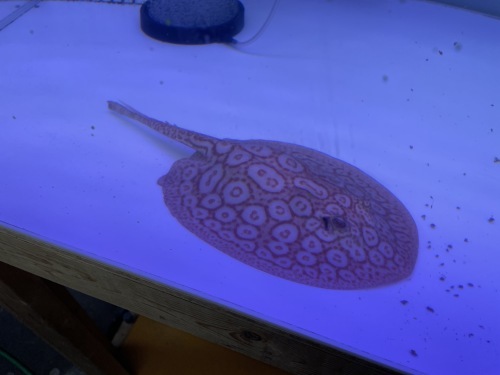 アルビノクロコダイルスティングレー入荷！！！ : アクアショップエース