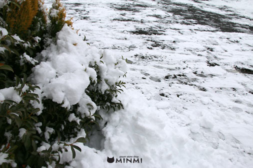 積雪日曜日(*^▽^*)_c0140599_13164436.jpg