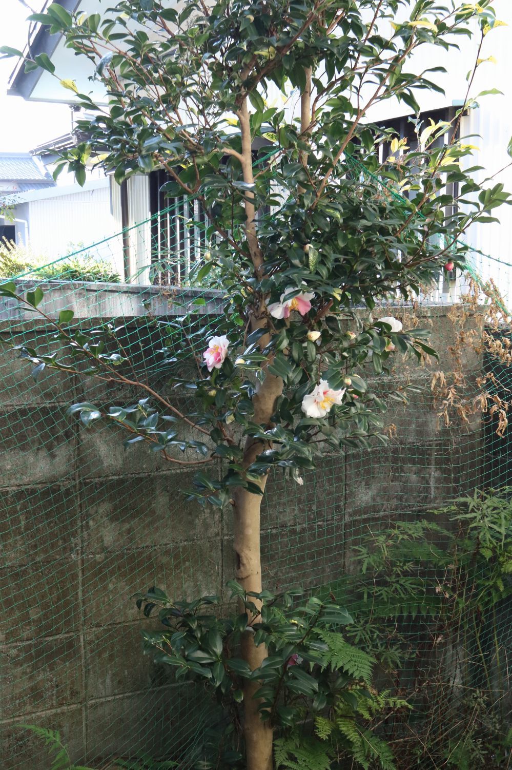肥後椿 南風 しまんと 剣山 ちょこっと