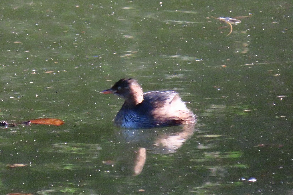 池のある公園で、ミコアイサなどを見物_b0236251_18292931.jpg